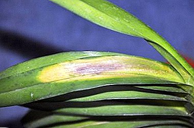 Pourquoi des taches apparaissent-elles sur les feuilles d'orchidée phalaenopsis? Méthodes de traitement et de prévention