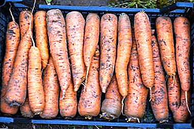 Förbereda morötter för vintern, hur man lagrar: tvättat eller smutsigt?
