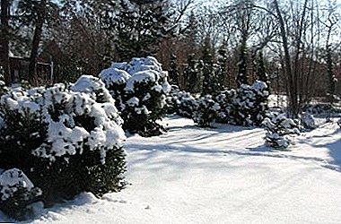 Kasti ettevalmistamine talveks: varju talvel ja nõuetekohast hooldust