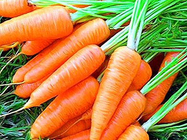 Vhodné odrody a trvanlivosť mrkvy