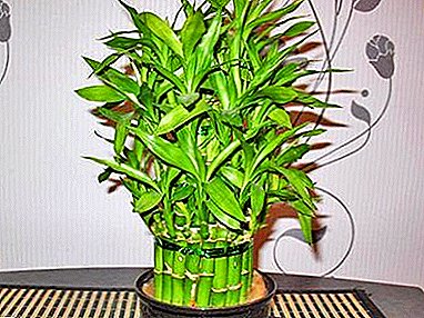Detaljert instruksjoner om hvordan du kan plante bambus hjemme, vokser i en pott, transplanterer