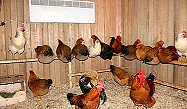 Petua terperinci untuk pemula untuk membiak ayam di rumah