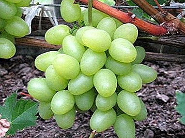 Detailed description and photo of grapes "Nadezhda Aksayskaya"