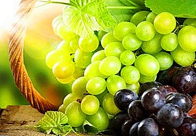 Una descripción detallada de las mejores uvas que fueron cultivadas por S. Krasokhina.