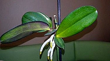 Consejo para los amantes de las orquídeas: cómo multiplicar en casa a través del tallo de la flor. Normas y recomendaciones básicas.