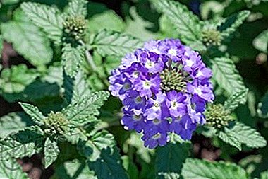 Useful information about a wild-growing plant verbena officinalis: photo, medicinal properties, use and features of growing