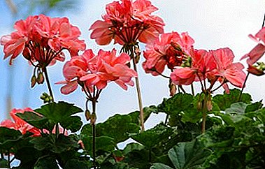 Useful and healing properties of geraniums. How to get rid of ear pain at home?