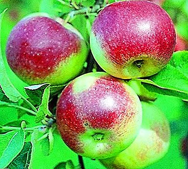 Frutas útiles de excelente sabor - variedades de manzanos jóvenes naturalistas.
