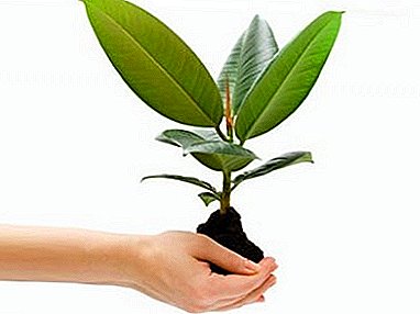 Nützliche Tipps, wie Sie einen Ficus "Benjamin" zu Hause anbauen können