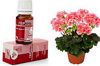 Useful properties of geranium oil and the range of application of the essential miracle remedies