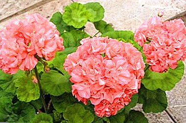 من المفيد أن تعرف بائع الزهور والمبتدئ من ذوي الخبرة: ميزات الرعاية ل pelargonium في المنزل