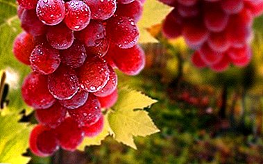 Full-blooded grapes for drinks and desserts - Pink variety