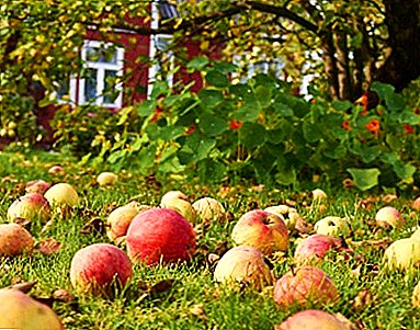 Polukarlik مع التفاح الصغيرة لذيذ - الصف Pepinchika ابنة