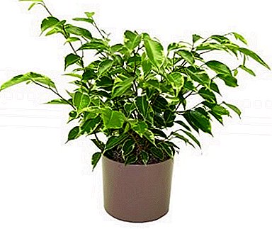 Benefit and harm of ficus, poisonous or not? Is the plant allergenic?