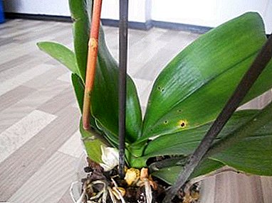 Aiutando la tua orchidea preferita - perché il peduncolo diventa giallo e cosa farne?