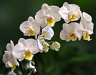 Wij helpen orchideeën thuis en in de herfst en winter te overleven. Kenmerken van planten en zorgrichtlijnen
