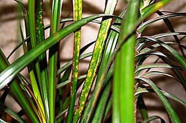 Popular in the indoor growing of Dracaena: the fight against diseases and pests