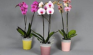Subtipos populares Phalaenopsis Mix y cuidado en el hogar después de la tienda