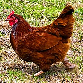 Populer di kalangan peternak unggas dan bersahaja dalam isi ayam Rhode Island