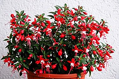 Popular indoor and garden flower fuchsia: the cultivation and care of the plant