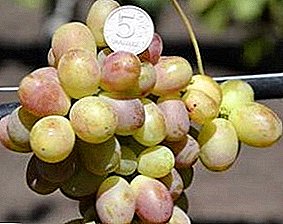 Popular híbrido joven - la variedad de uva Korolek