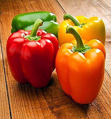 Popular pepper varieties "Bogatyr": a detailed description, the rules of cultivation and photo