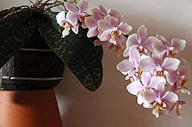 Populair roze: Philadelphia orchidee en advies over verzorging en reproductie thuis