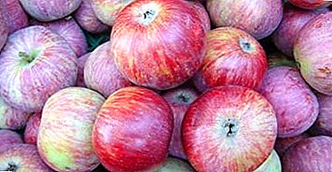 Berbagai populer dengan buah-buahan yang sangat baik - pohon apel Terentevka