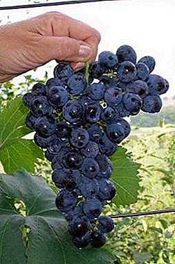 Una variedad popular con bayas de maduración temprana es la uva Muromets.