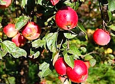 מגוון פופולרי של עצי תפוח סוג אוניברסלי - כוכבית