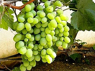 Table grapes popular with gardeners - “Kesha”