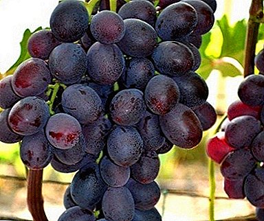Popular grapes "Gift of the Light" with early ripening and special taste