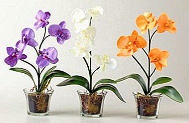 The popularity of transparent orchid pots - a necessity or a fad?