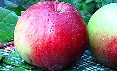 Akan gembira dengan hasil biasa varieti permaidani epal