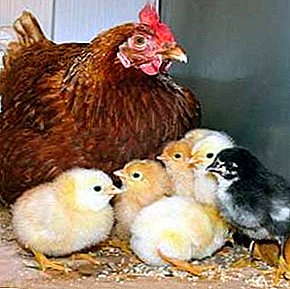 Ea afectează funcțiile de reproducere la puii de găină și previne dezvoltarea unui embrion avitaminoză E