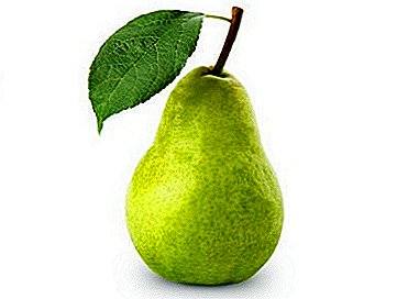 Striking resilience with a minimum of care - pear variety Fairy