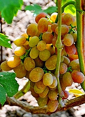 Chameleon grape that is striking in taste and does not require special care