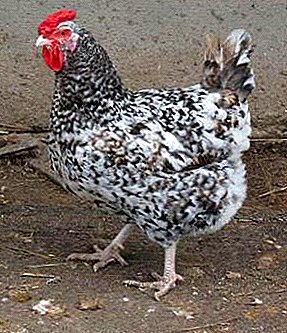 Rasse für Freilandkäfige - Puschkin-Hühner