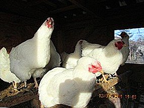 Breed for keeping in high-mountainous regions - hens Oravka