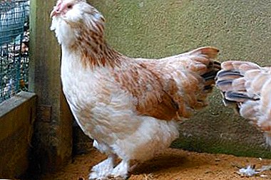 Breed of domestic chickens Fireball salmon: photo, appearance, care
