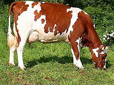 Breed of cows bred for the northern regions - "Ayshirskaya"