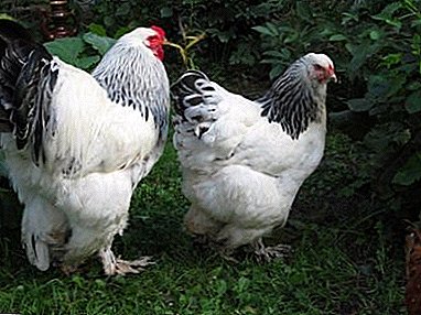 Породата пиле Брахма е бяла: вид, снимка, особености на грижата