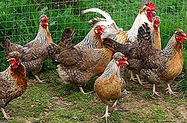 Hühnerzucht Legbar-Creme: Foto. Alles über sie kümmern