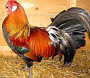 Ras, hålls på statsnivå - kycklingar Alsace