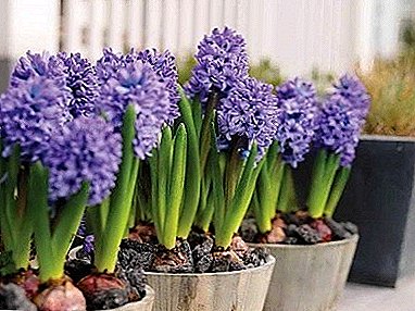 Planting hyacinths in indoor conditions and care for them