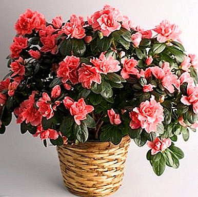 Planting and transplanting Azaleas, green beauty in your house