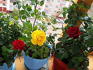 دليل خطوة بخطوة: كيف تقطع غرفة الورود؟ الفروق الدقيقة في الإجراء وميزات العناية بالنباتات