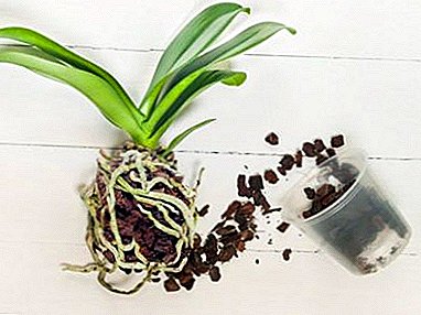 Askel askeleelta siirtämällä phalaenopsis orkideat kotona. Kukkakasvien vihjeitä