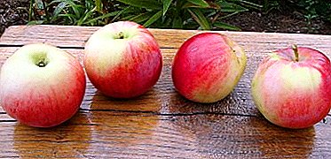 تتمتع مجموعة متنوعة من التفاح في أواخر شهر أغسطس باهتمام وطلب خاصين.