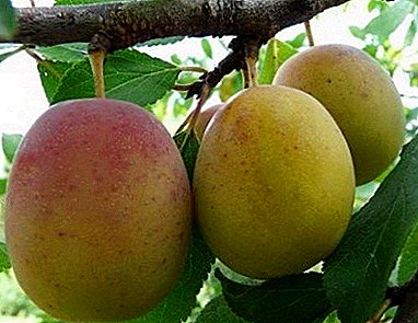 Late cultivar of the “Memory of Timiryazev” plum: what are its pros and cons?